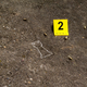 Image for article titled Niemann Cheating Scandal Spirals Out Of Control As Magnus Carlsen’s Rook Found Dead